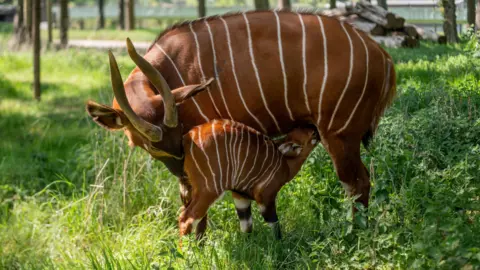 PA Media A critically endangered Eastern mountain bongo calf is suckling from mother Odongo. They are stood on grass with some small trees out of focus behind them.