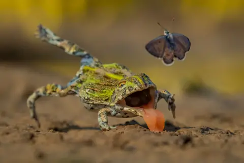 Jens Cullmann A mottled green and brown bullfrog crouches low on muddy ground with its mouth open and its long pink tongue extended toward a small butterfly flying just above it. The frog’s textured skin and bright eye are sharply in focus against a softly blurred, earthy background. 
