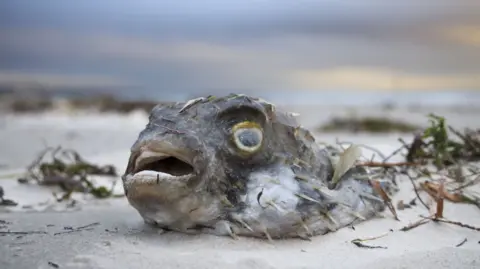 EPA Dead Phing Fish en la orilla