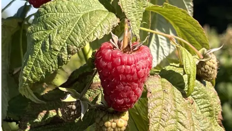 raspberry