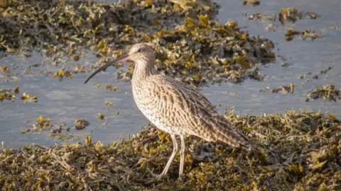 Getty Images Curlews, which are globally threatened, lost up to 40% of their population due to the Darwen Moors fire