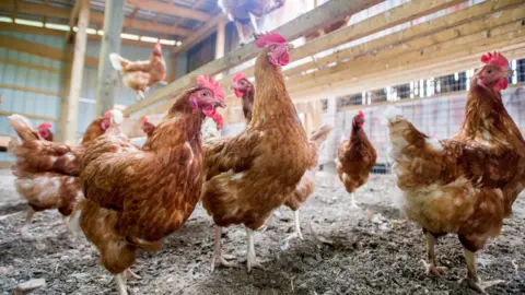 Stock poultry image