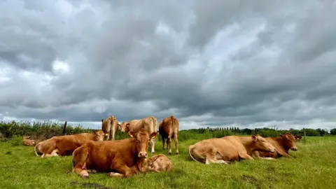 All Seasons TUESDAY - Cows lying in a field under a grey sky inFaringdon