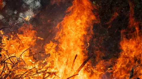 Flames engulfing branches and shrubs