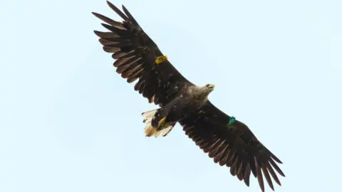 Marc Rudd White-tailed Eagle in flight. 

Baby blue, pale sky as a backdrop for enormous wings, with a yellow and green tag on each wing. 

Its beak is golden and open. Its eyes are wide and grey.

Its feet are golden and the feathers of the wings are a caramel brown colour.