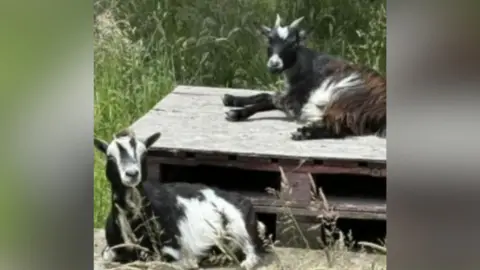 RSPCA Two black and white pygmy goats laid outside