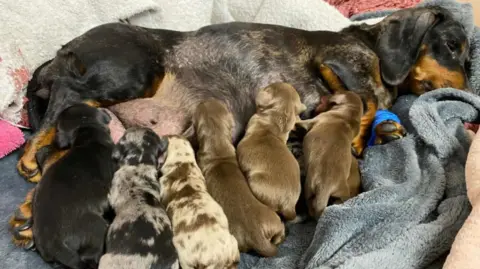 A daschund lies on a blanket with a little of puppies.