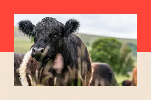 Gail Caddy Cows in a field