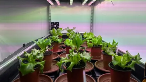 BBC/ Alex James A series of budding green lettuce plants in brown pots stretch out on a shelf in a silver containment room 