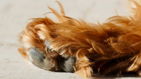 Karen Images (via Getty Images) A close-up image of a dog's paw and lower leg. The leg has long, golden fur.
