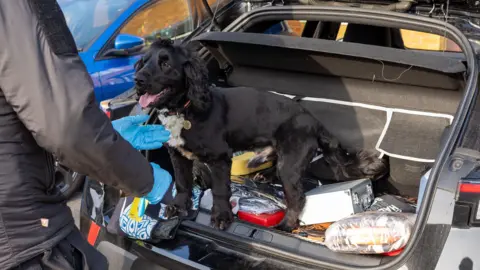 Wiltshire Police A small black spaniel-type police dog in a car