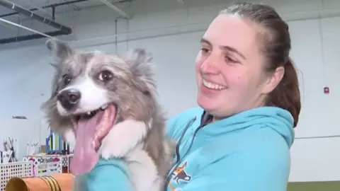 A border collie wags its tongue in the arms of its owner.