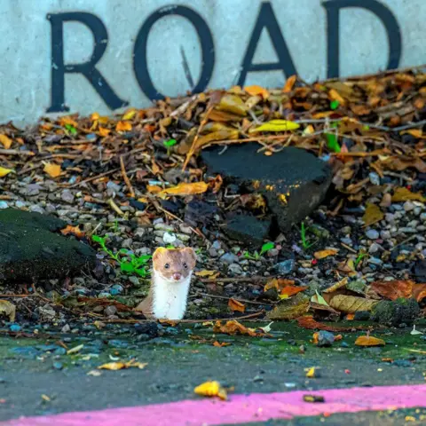 Tom Kelly The weasel is brown and white. You can only see its head popping up.