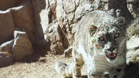 Spiti Wildlife Division A snow leopard looks into the camera