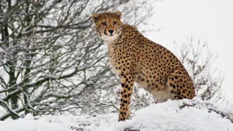 West Midand Safari Park Cheetah in the snow
