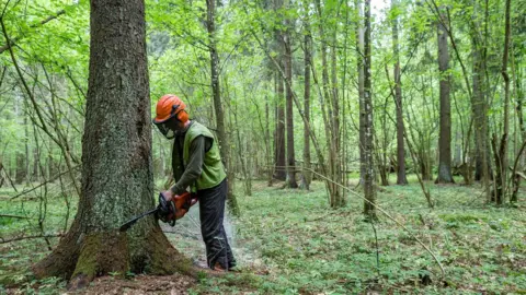 AFP/ GETTY IMAGES Logging in Bialowieza forest