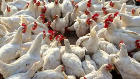 Getty Images Chickens in a chicken farm