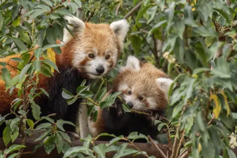 Paradise Wildlife Park Tilly and Tashi red pandas