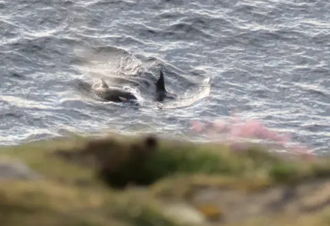 Karen Munro Orcas Mousa and Tide passing below Dunnet Head