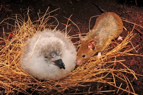 RSPB An albatross chick is attacked by a mouse on the Island of Gough in the South Atlantic.