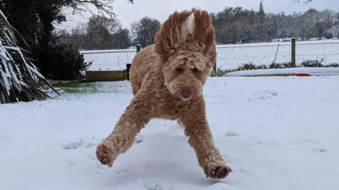 Fenella Cooper Dog in the snow