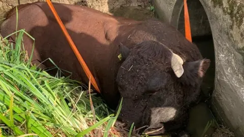 Essex County Fire & Rescue Service Bull in ditch