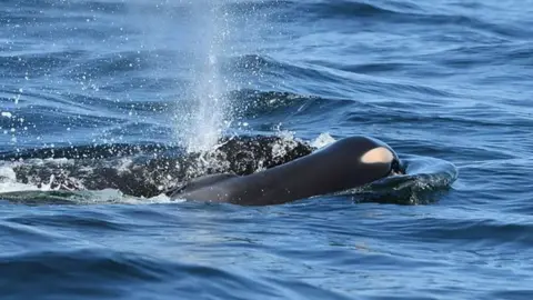  Dave Ellifrit, Center for Whale Research Whale seen carrying calf