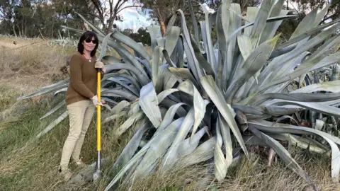 How Aussie farmers are hoping to win over tequila fans