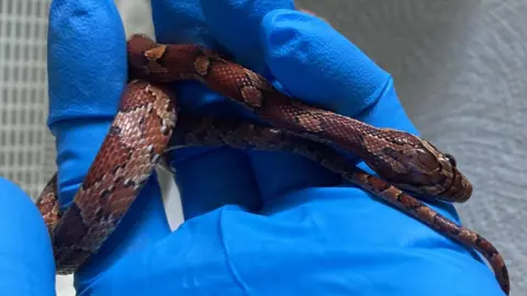 RSPCA Cymru Corn snake