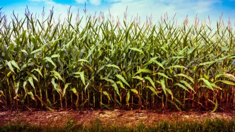 Alamy Indiana cornfield