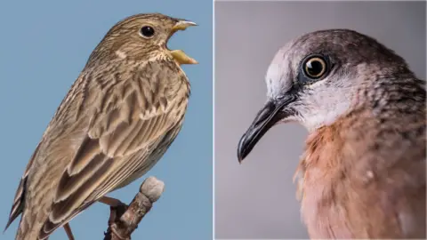 Gerdzhikov Corn bunting and turtle dove