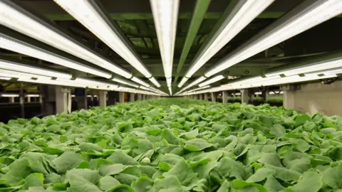 Baby kale is grown at AeroFarms on February 19, 2019, in Newark, New Jersey.