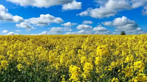 Paul WIlliams Field of flowers