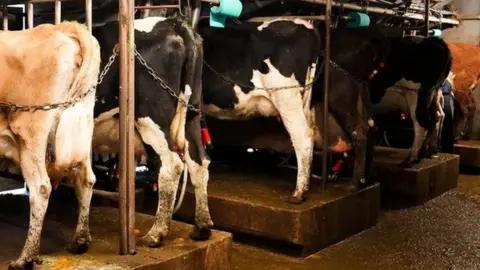 BBC/Claire Marshall Dairy cows in stalls for milking
