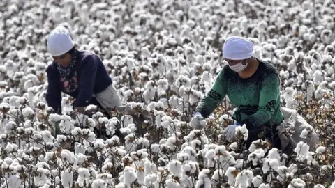 Getty Images Farmers pick cotton during the harvest on October 21, 2019 in Shaya County, Xinjiang Uygur Autonomous Region of China.