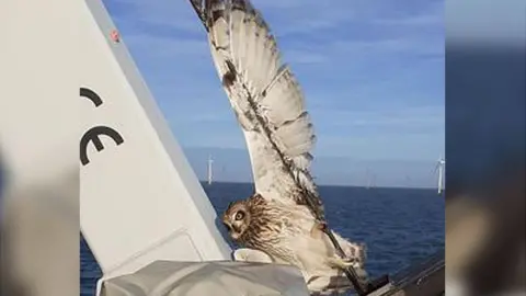 Marine and Wildlife Rescue Owl trapped in boat.