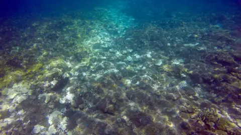 GREAT BARRIER REEF MARINE PARK AUTHORITY Crown of Thorns starfish on the Great Barrier Reef