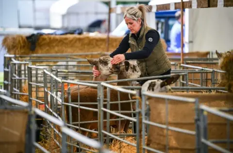 Jeff J Mitchell/Getty Images Sheep