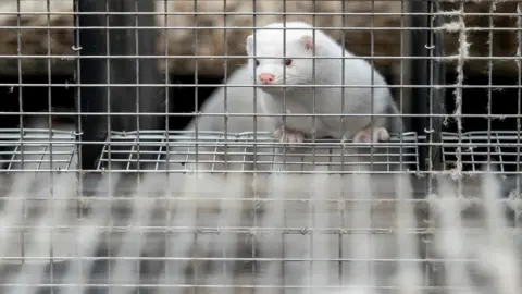 Reuters A caged mink is seen at the farm of Henrik Nordgaard Hansen and Ann-Mona Kulsoe Larsen near Naestved, Denmark, November 6, 2020