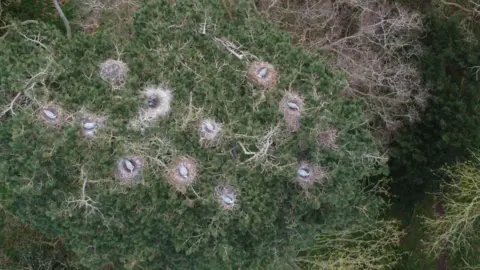 Heronry at Belton