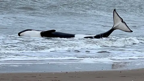 Reuters A stranded killer whale lies on the shore in a beach in Cadzand, Netherlands October 15, 2022, in this picture obtained from social media.