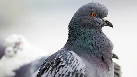 Tim Graham/Getty Images Pigeon