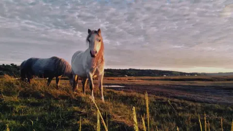 Maurice Yip Wild horses on Gower