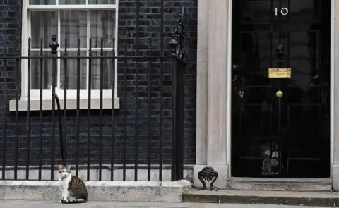 AFP Larry the Downing Street cat