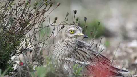 Andy Hay, RSPB Stone curlew