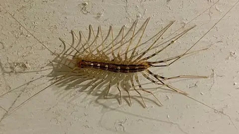 Centipede