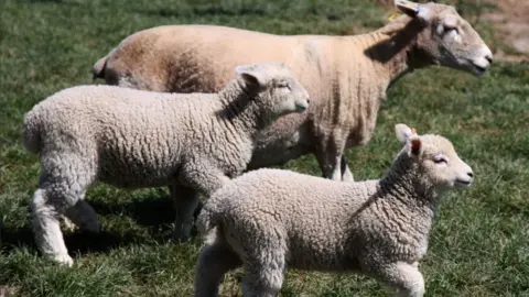 BBC Sheep and lambs