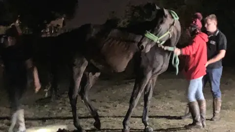 Essex Fire and Rescue Horse after being rescued