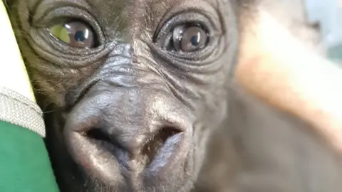 Bristol Zoo Gardens Baby male western lowland gorilla at Bristol Zoo