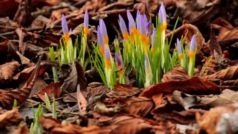 JAMES CARLISLE Crocus starting to bloom